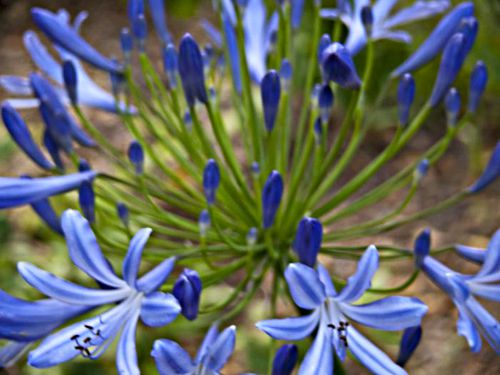 garden flower plant agapanthus (lily of the nile)
